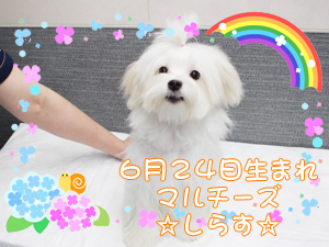 ６月で１歳になりました♪